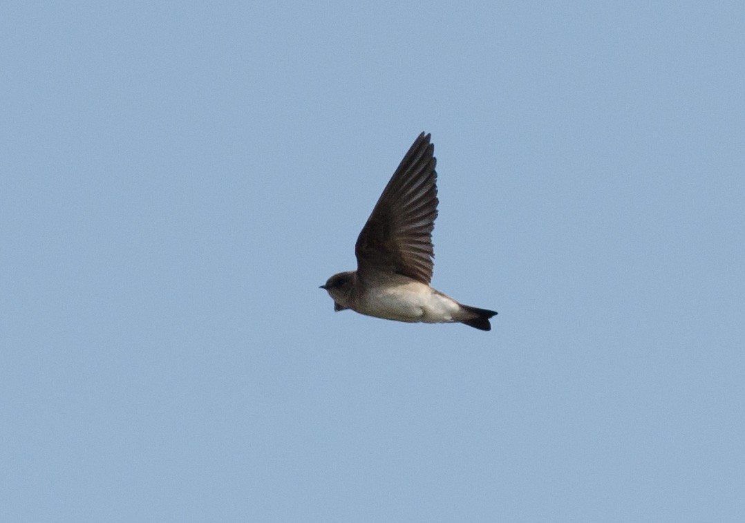 Northern Rough-winged Swallow - ML568855851