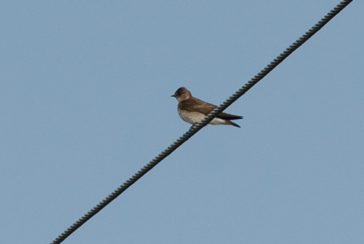 Northern Rough-winged Swallow - ML568855861