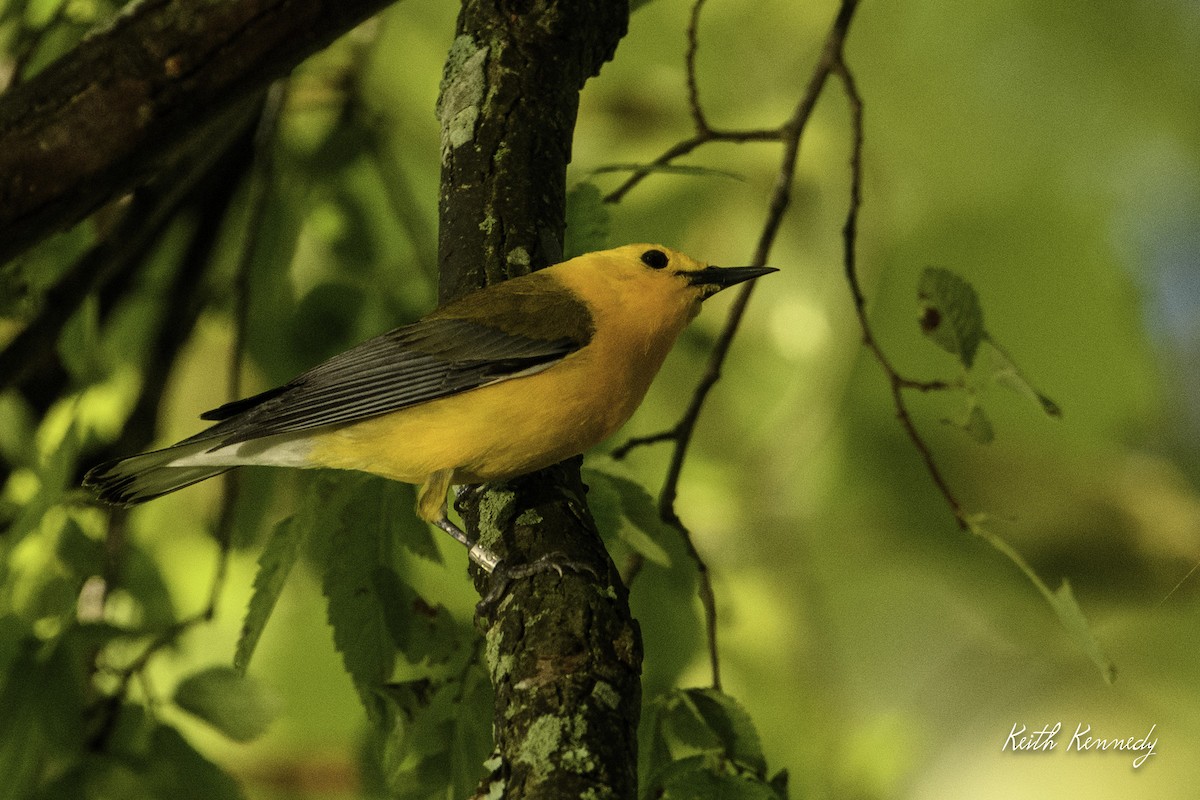 Prothonotary Warbler - ML568856371