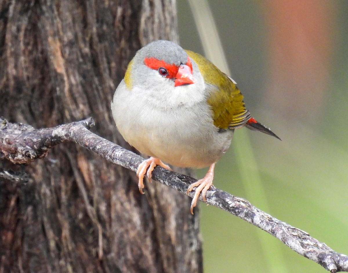 Red-browed Firetail - ML568858211