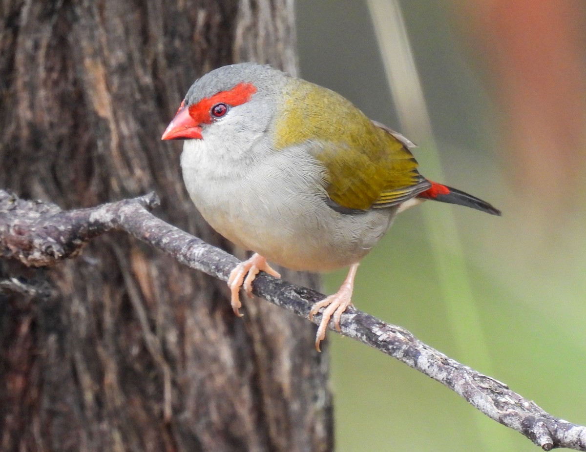 Red-browed Firetail - ML568858231