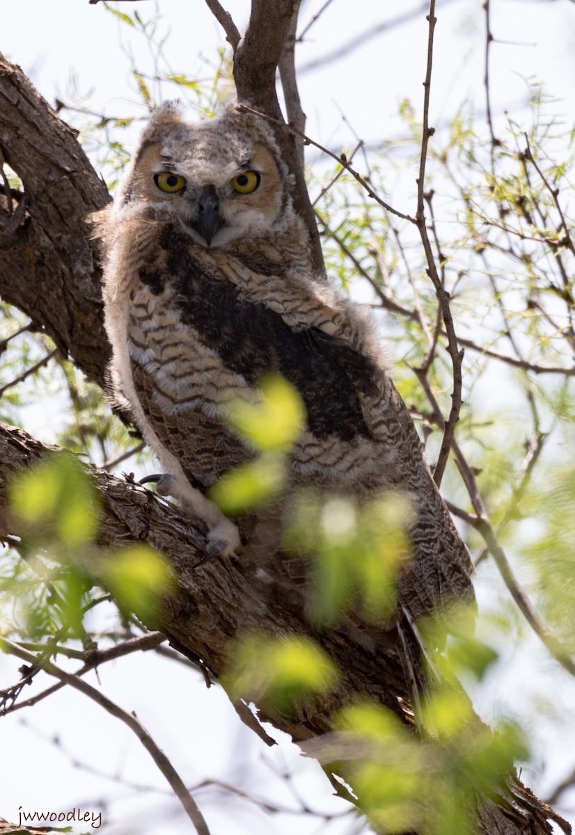 Great Horned Owl - ML568861141