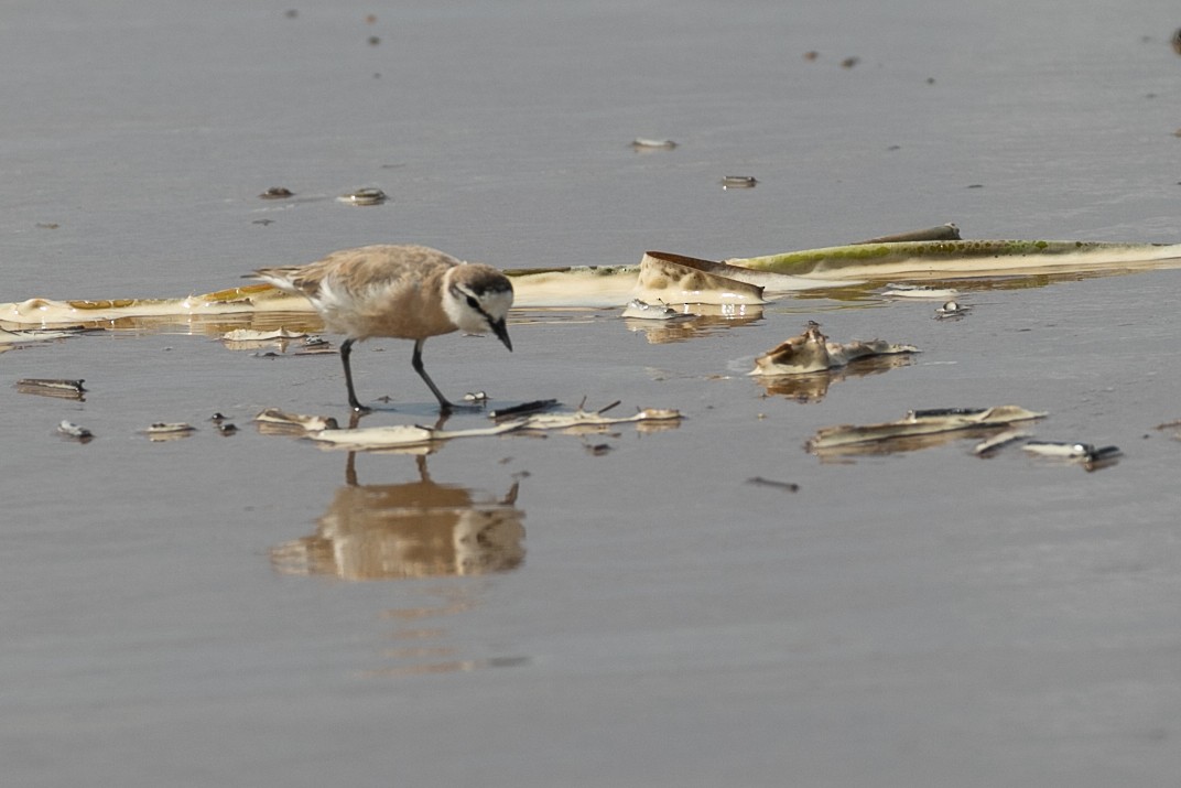 White-fronted Plover - ML568862181