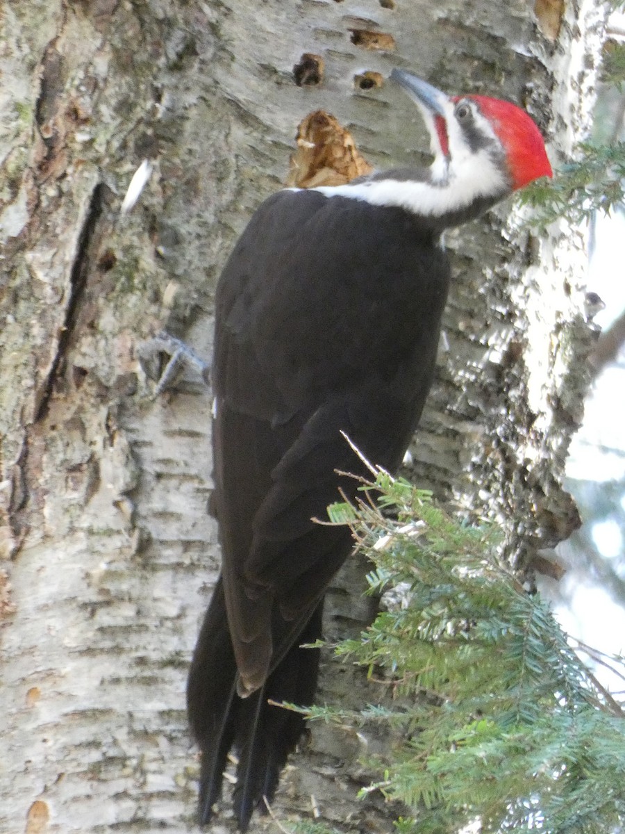 Pileated Woodpecker - ML568862201