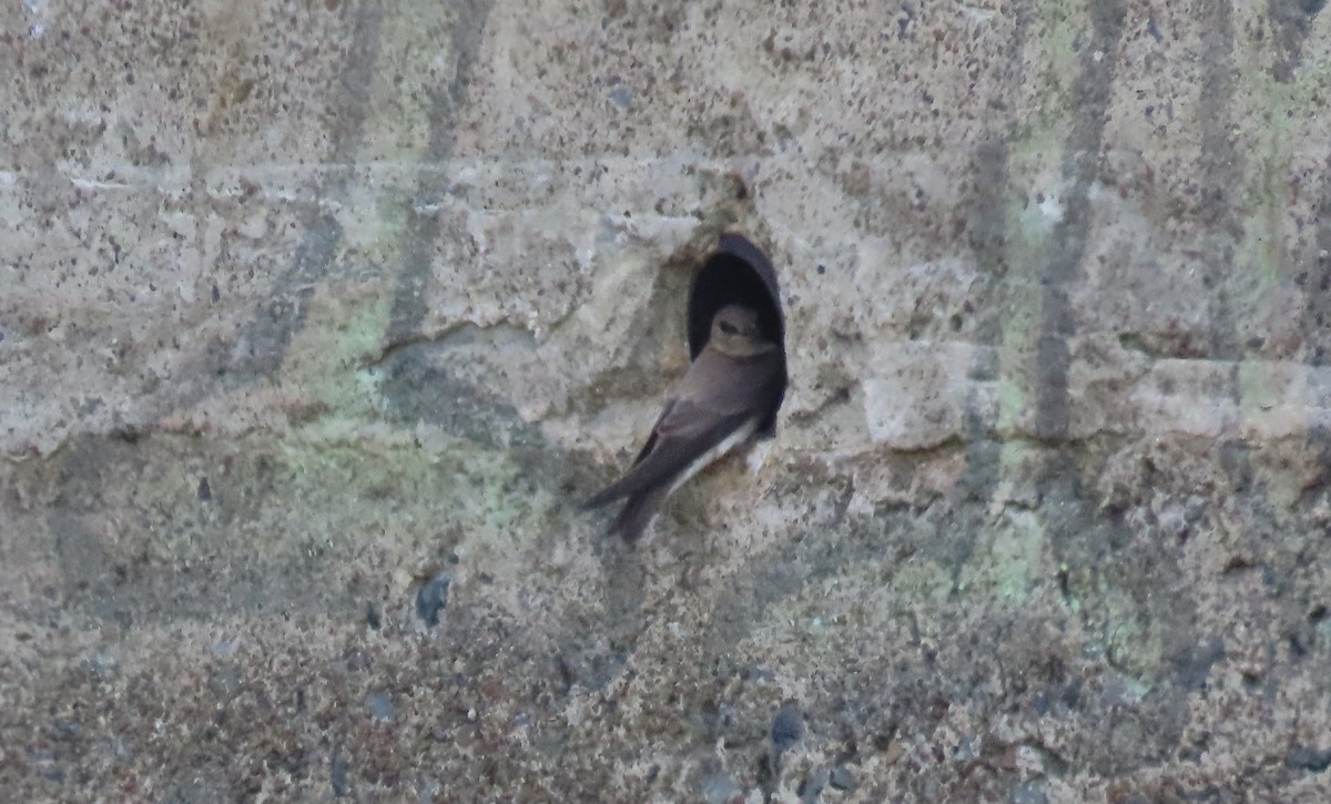 Northern Rough-winged Swallow - ML568870071