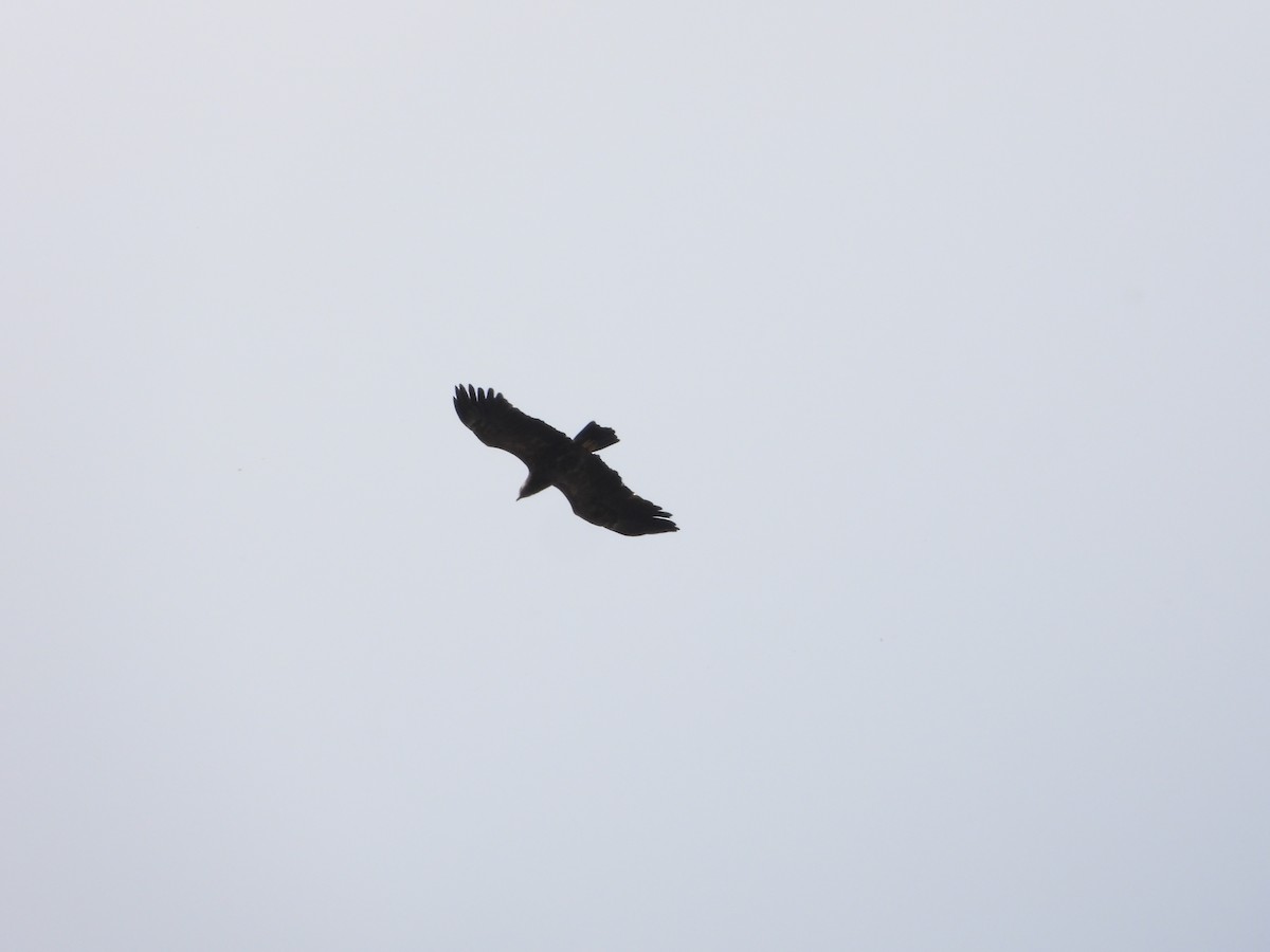 Lesser Spotted Eagle - ML568873671