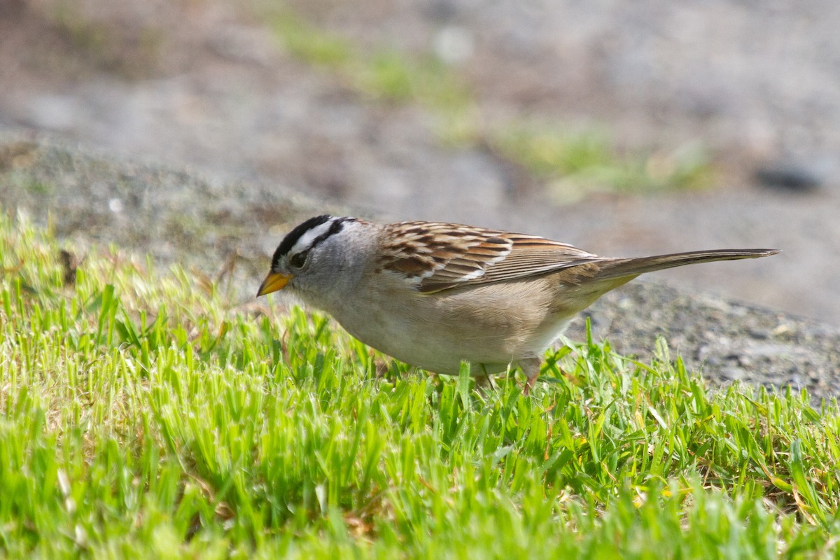 White-crowned Sparrow (pugetensis) - ML568875091