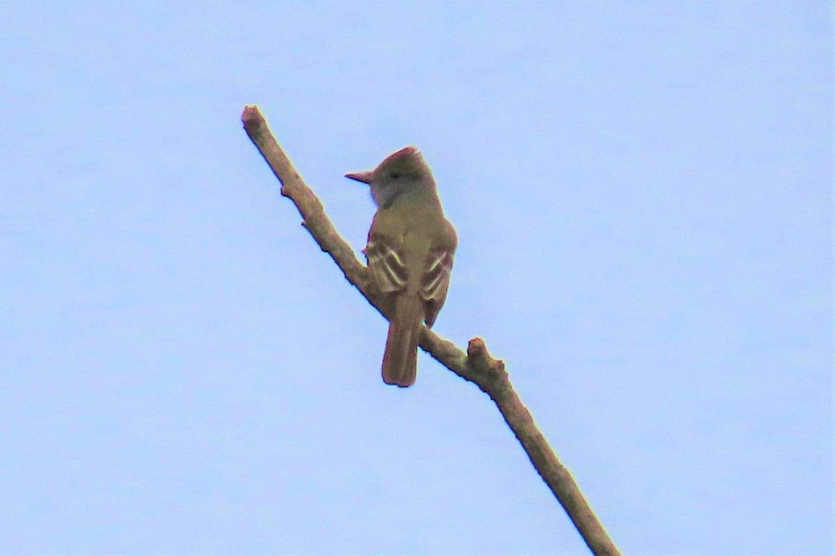 Great Crested Flycatcher - ML568875171