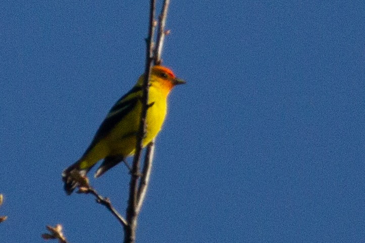Western Tanager - ML568876791