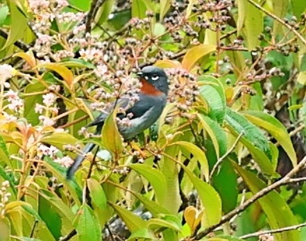 Rufous-throated Solitaire - ML568877631
