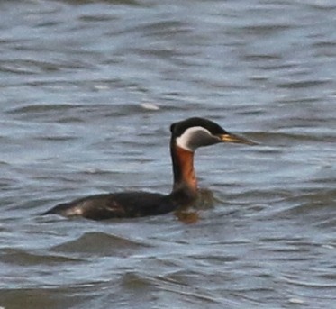 Red-necked Grebe - ML56887831