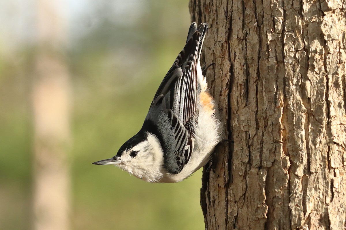 White-breasted Nuthatch - ML568892291