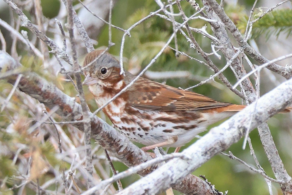 ML568893291 - Fox Sparrow (Red) - Macaulay Library