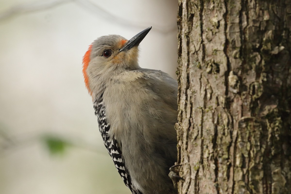 Red-bellied Woodpecker - ML568894621