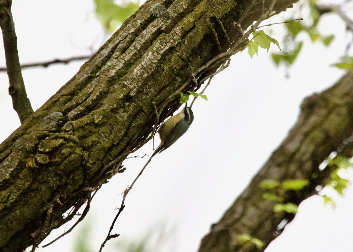 Red-breasted Nuthatch - ML568894971