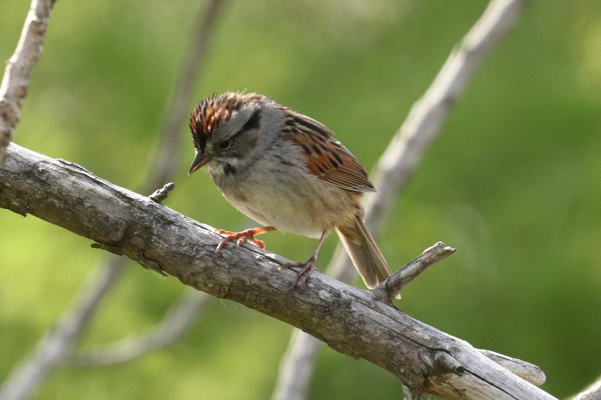 Swamp Sparrow - ML568897231