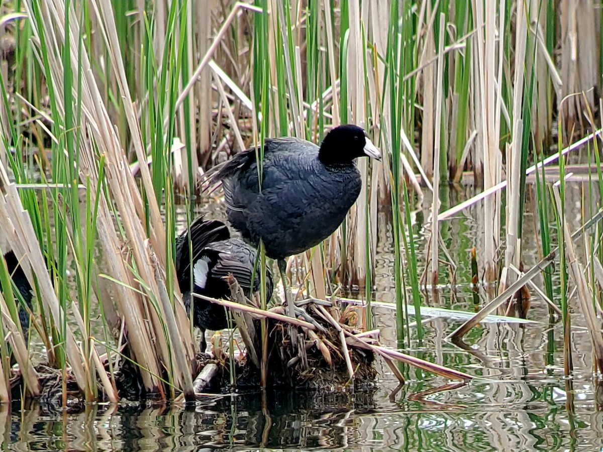 American Coot - Gregory Miller 🦆 (no playback)