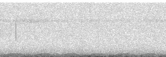 Понпейская веерохвостка - ML5689