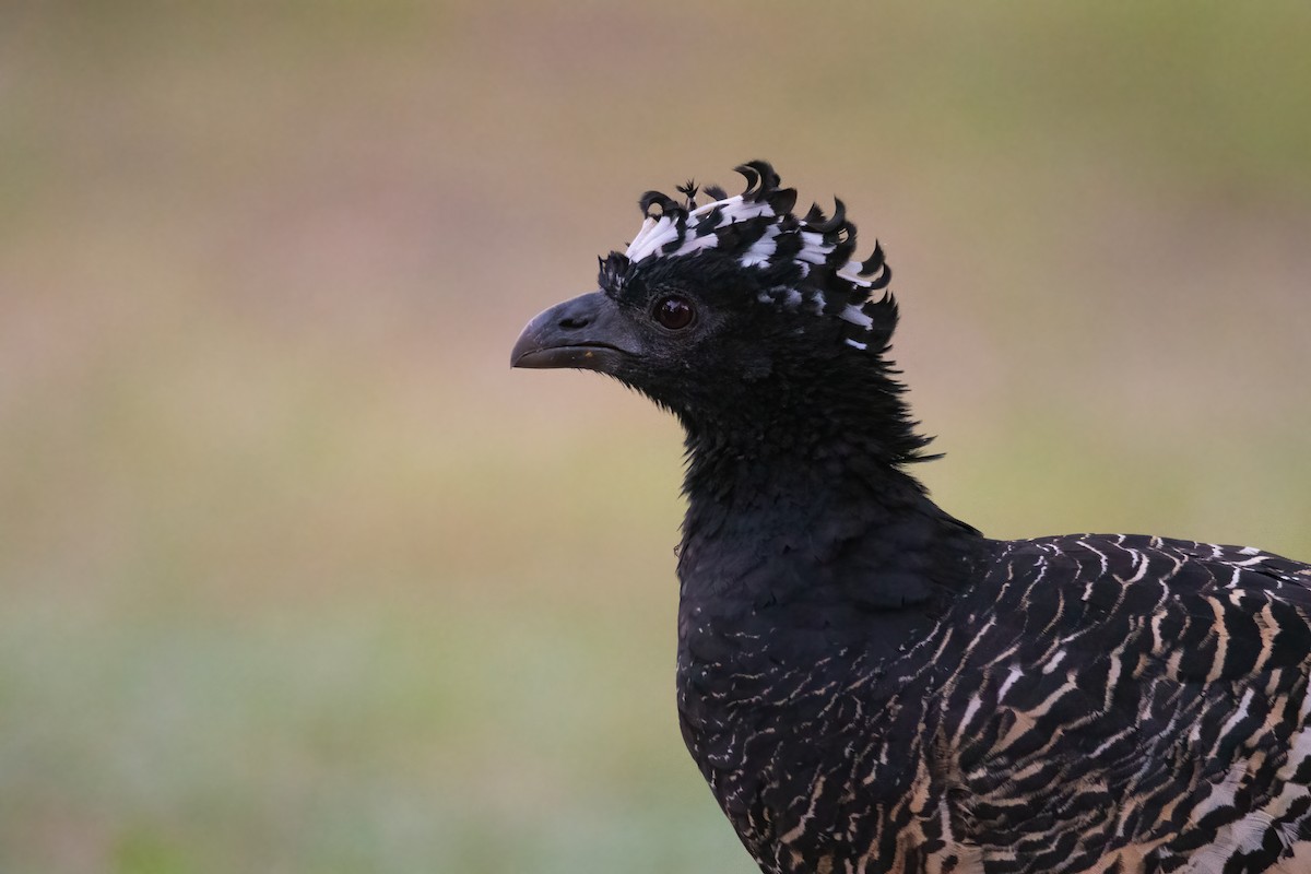 Bare-faced Curassow - ML568900231