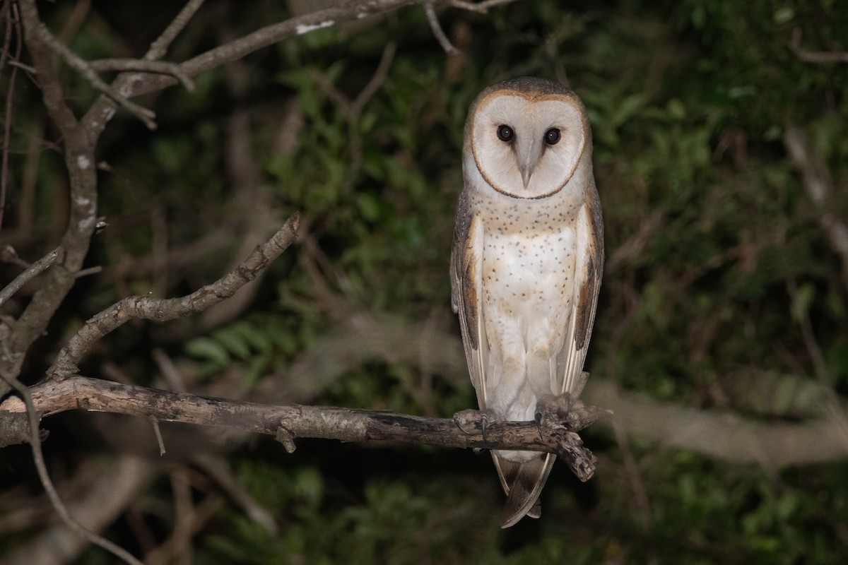Barn Owl - Pablo Re