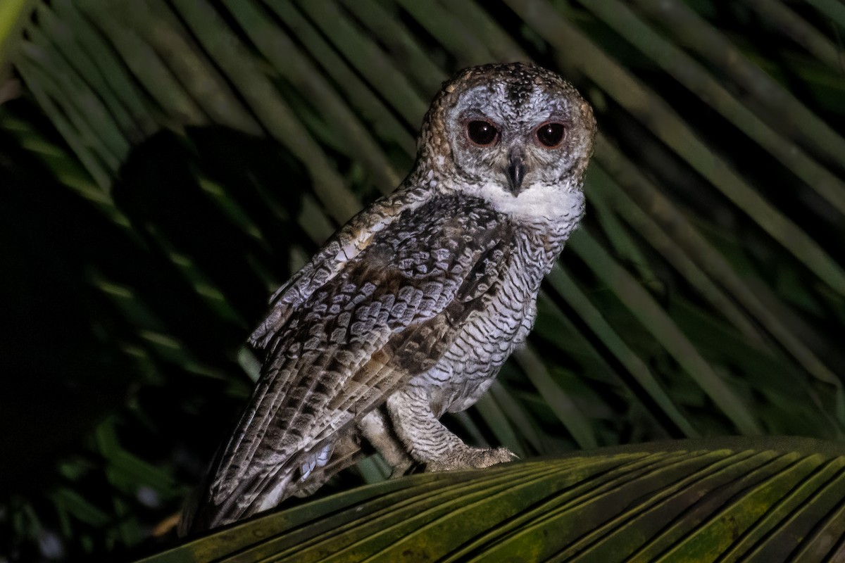 Mottled Wood-Owl - ML568908571