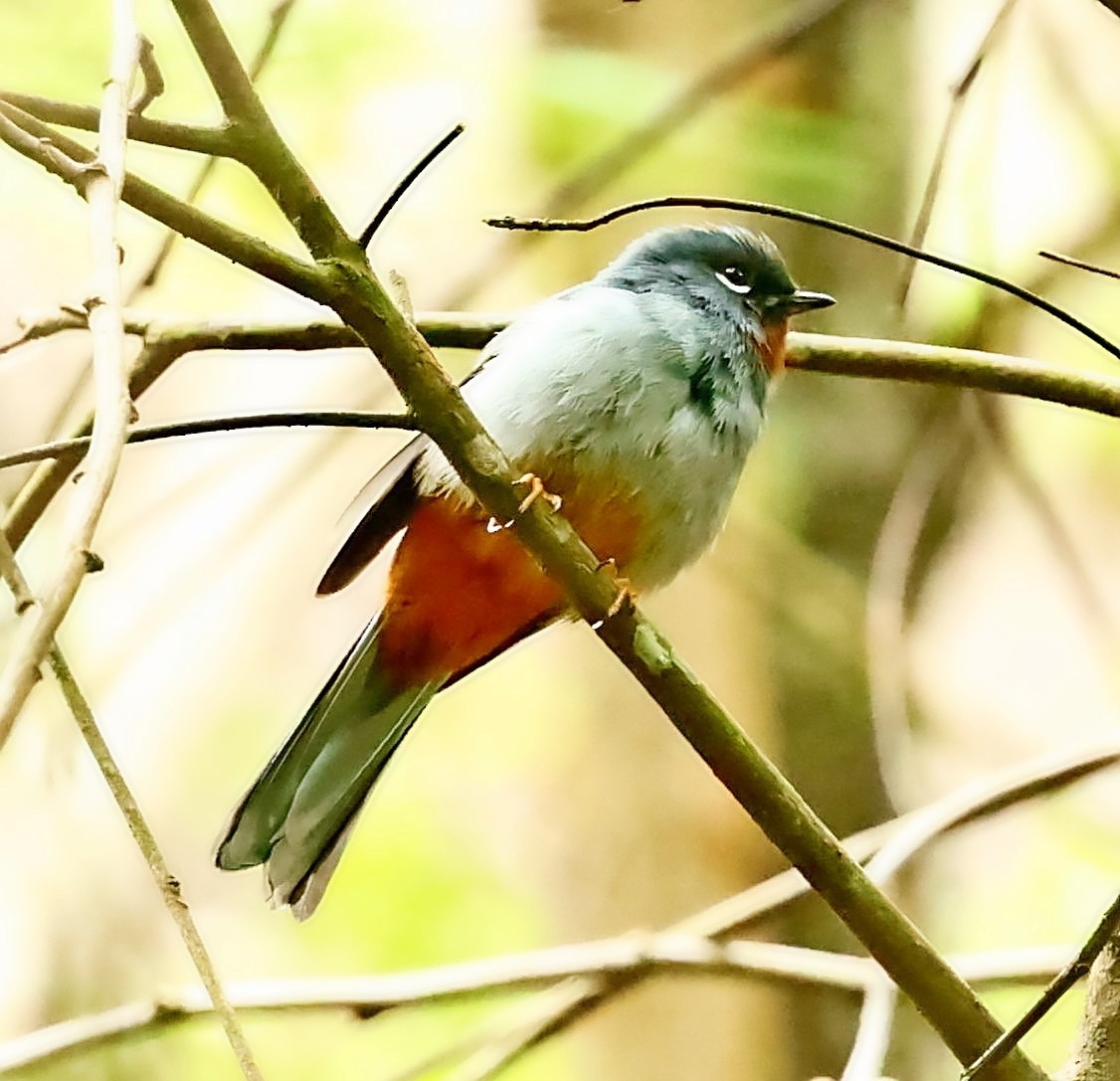 Rufous-throated Solitaire - ML568912551