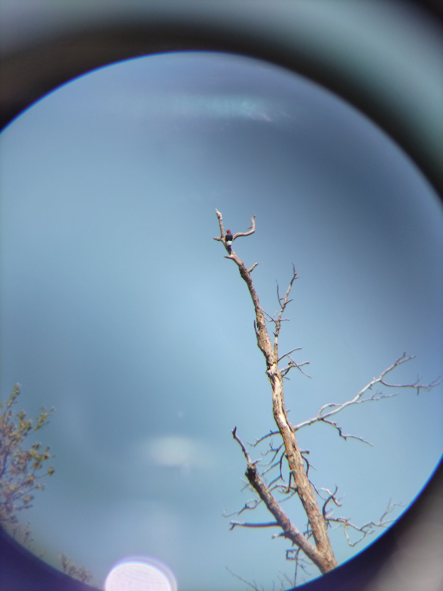 Red-headed Woodpecker - ML568914581