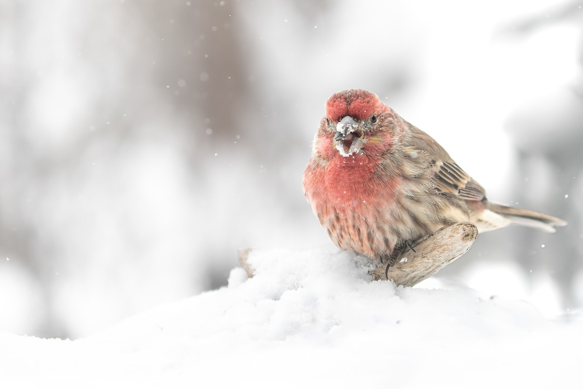 House Finch - Aaron Roberge
