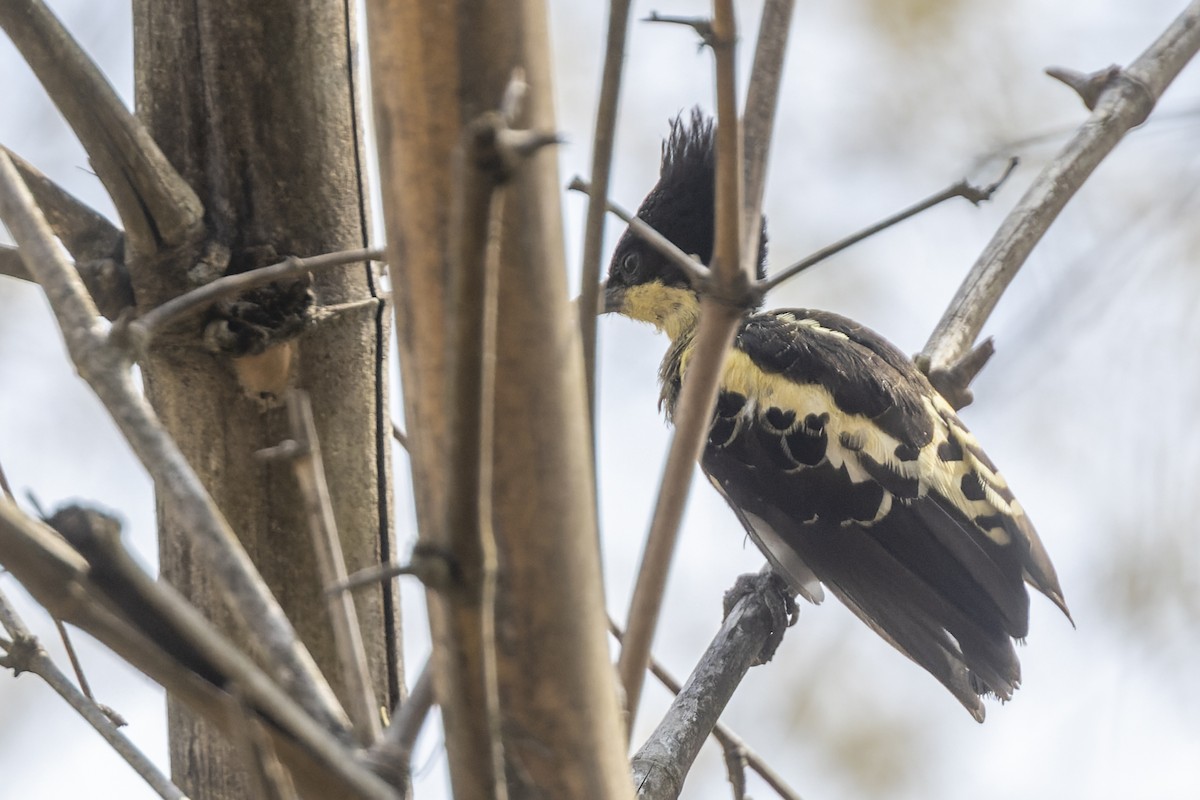 Heart-spotted Woodpecker - ML568924461