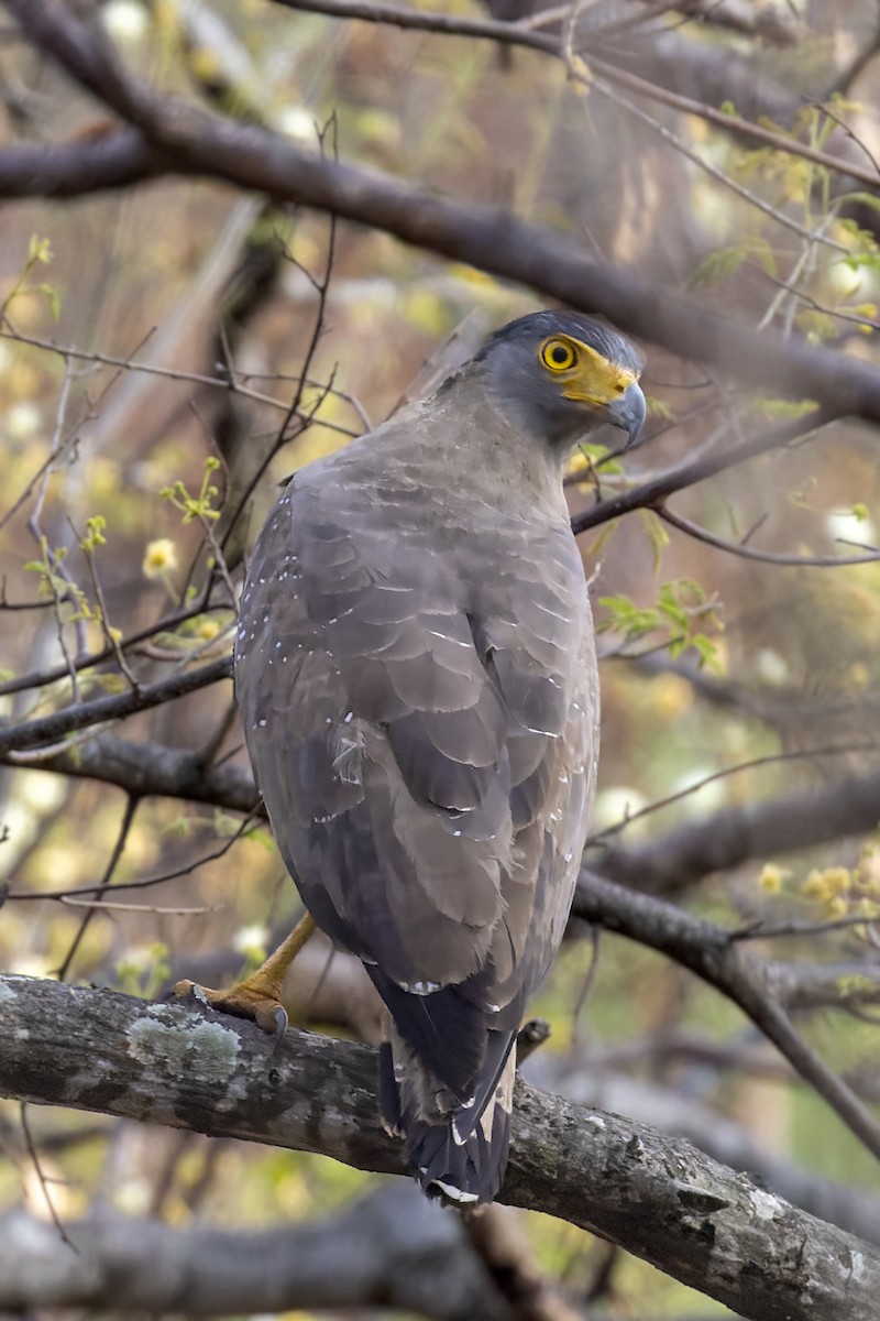 Crested Serpent-Eagle - ML568925241
