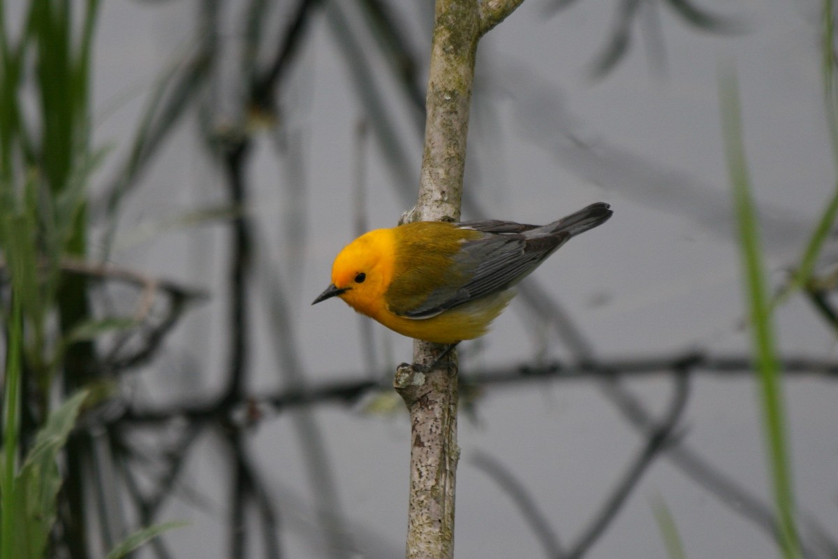 Prothonotary Warbler - ML568929841