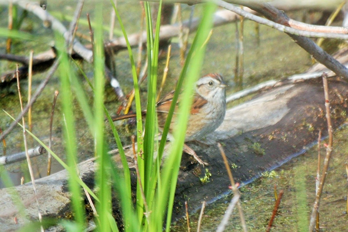 Swamp Sparrow - ML568930801