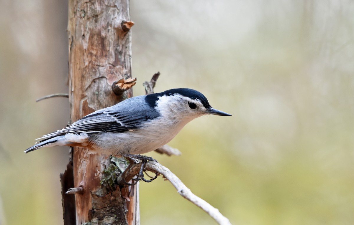 White-breasted Nuthatch - ML568934841