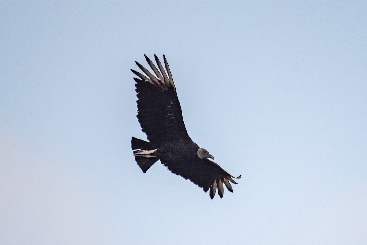 Black Vulture - ML568936661