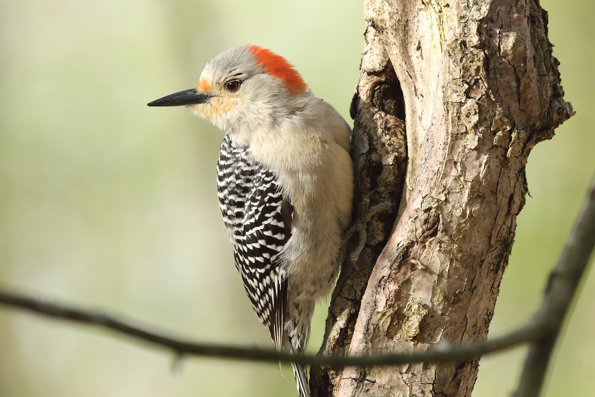 Red-bellied Woodpecker - Spencer Follett