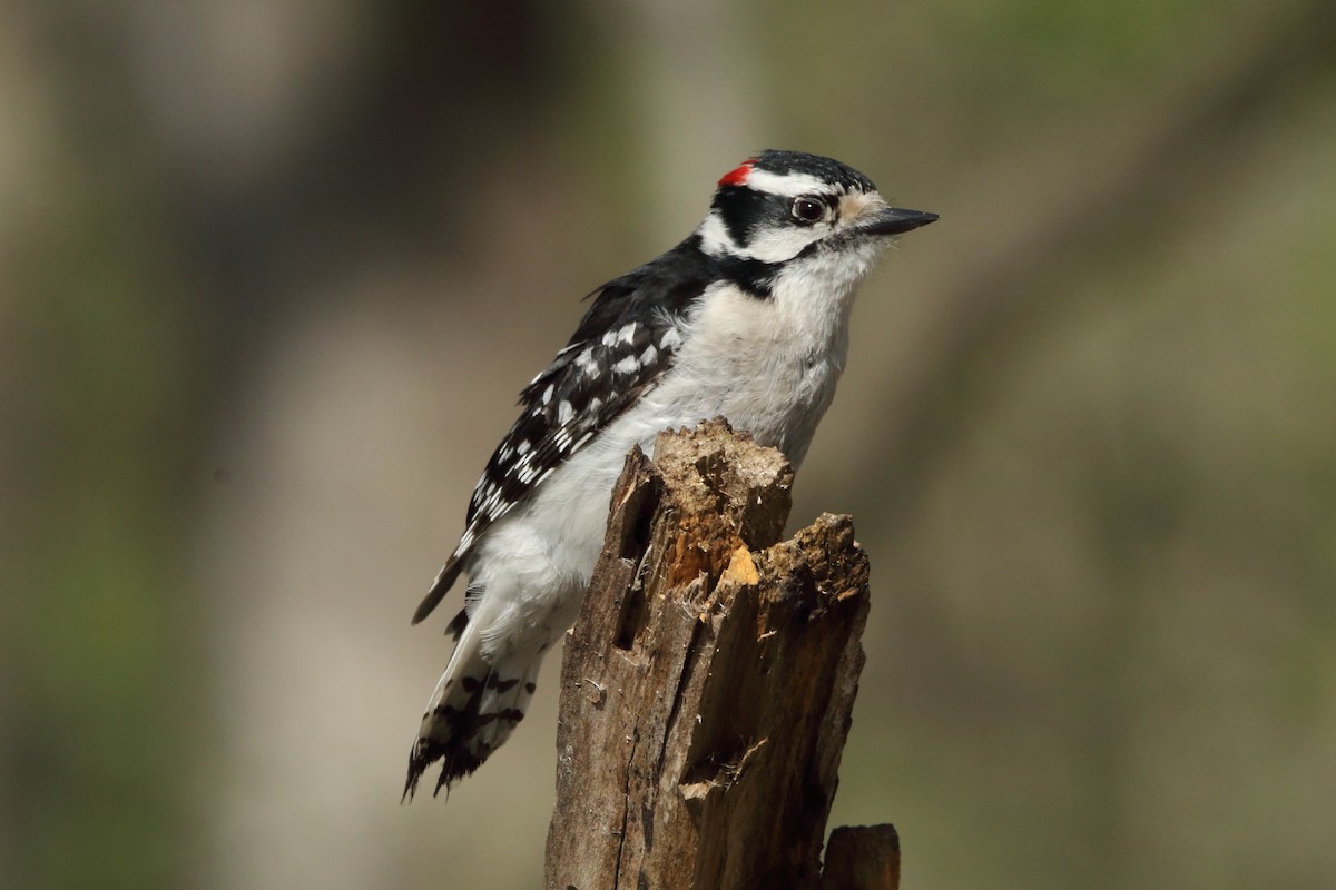 Downy Woodpecker - ML568938301