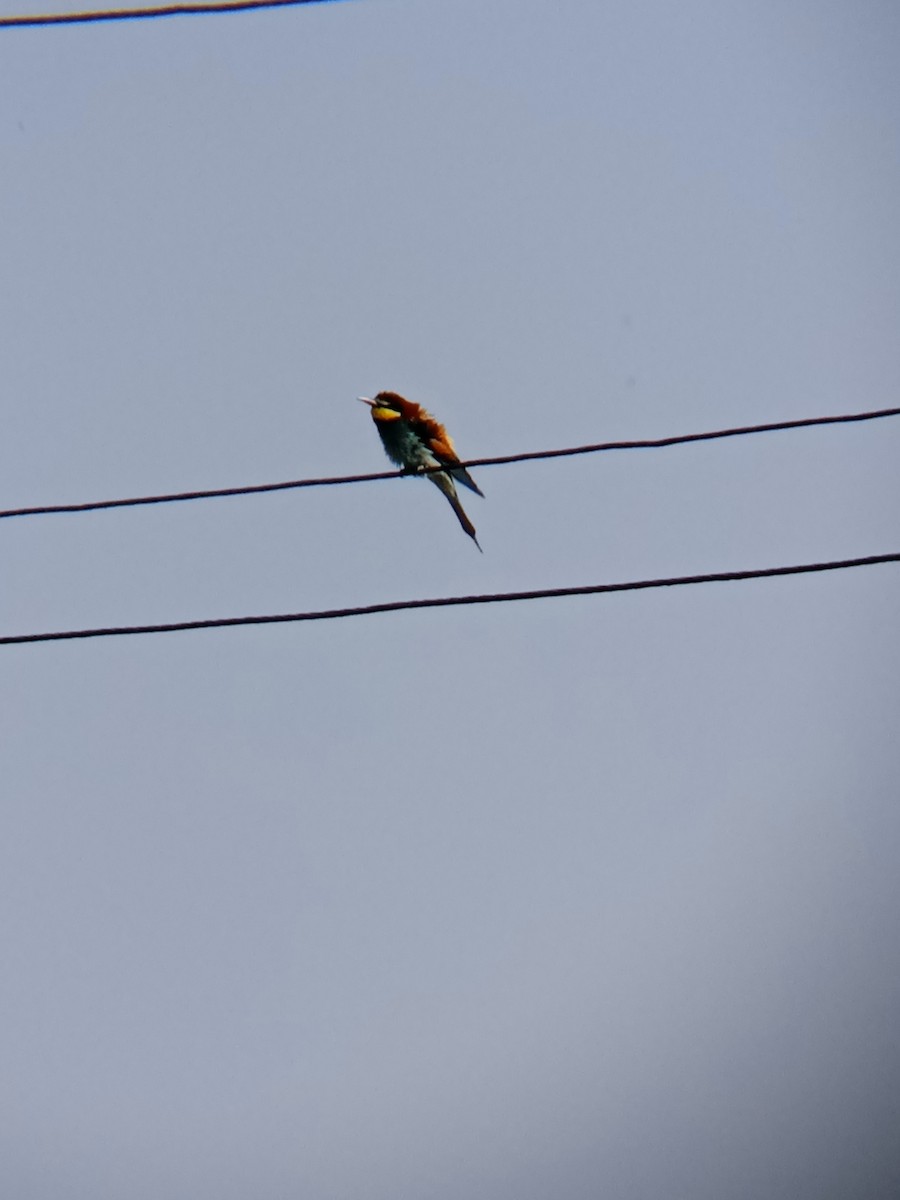 European Bee-eater - ML568948641