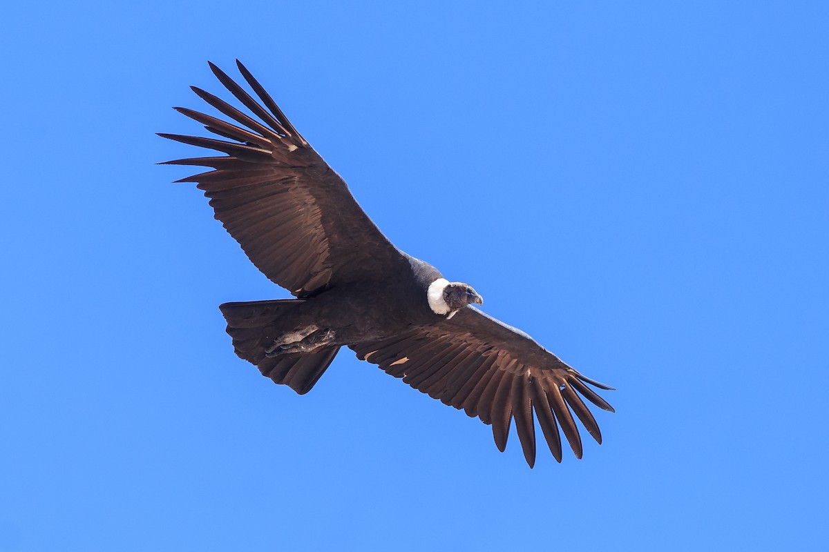 Andean Condor - ML568948741