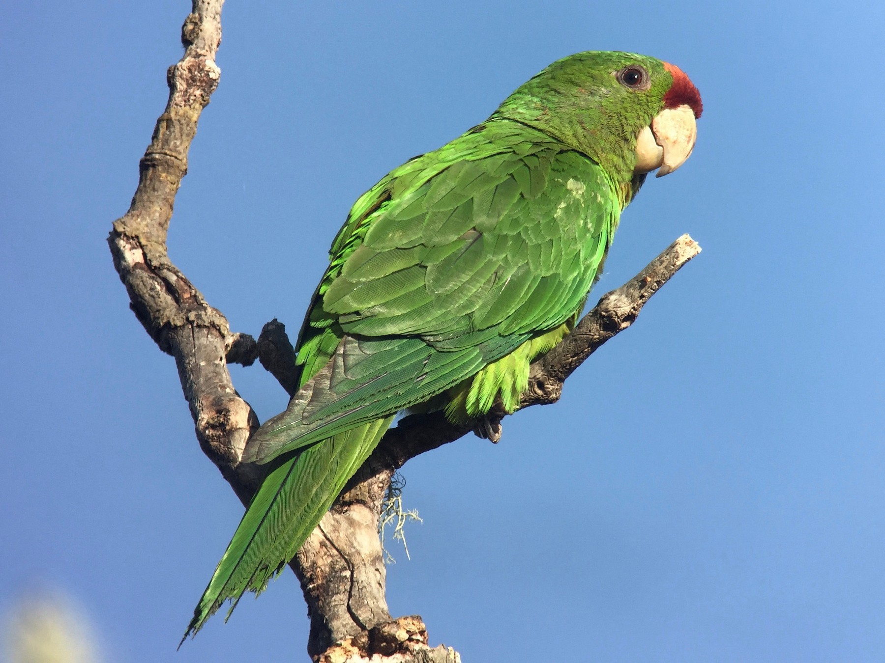 Scarlet-fronted Parakeet - Cory Gregory