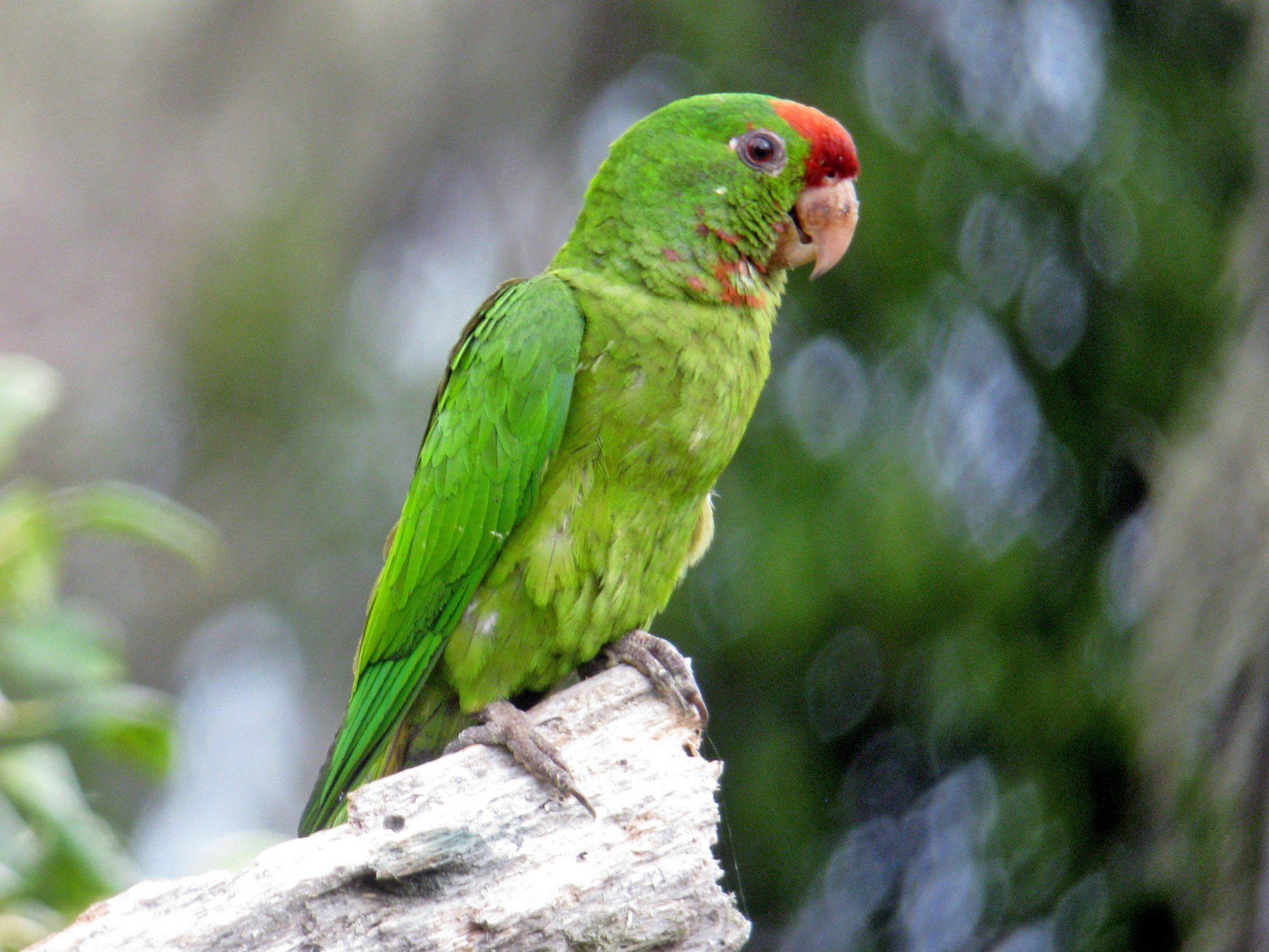 Scarlet-fronted/Cordilleran Parakeet - John Drummond