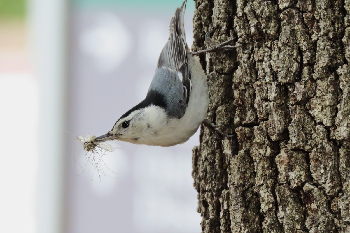White-breasted Nuthatch - ML568951831