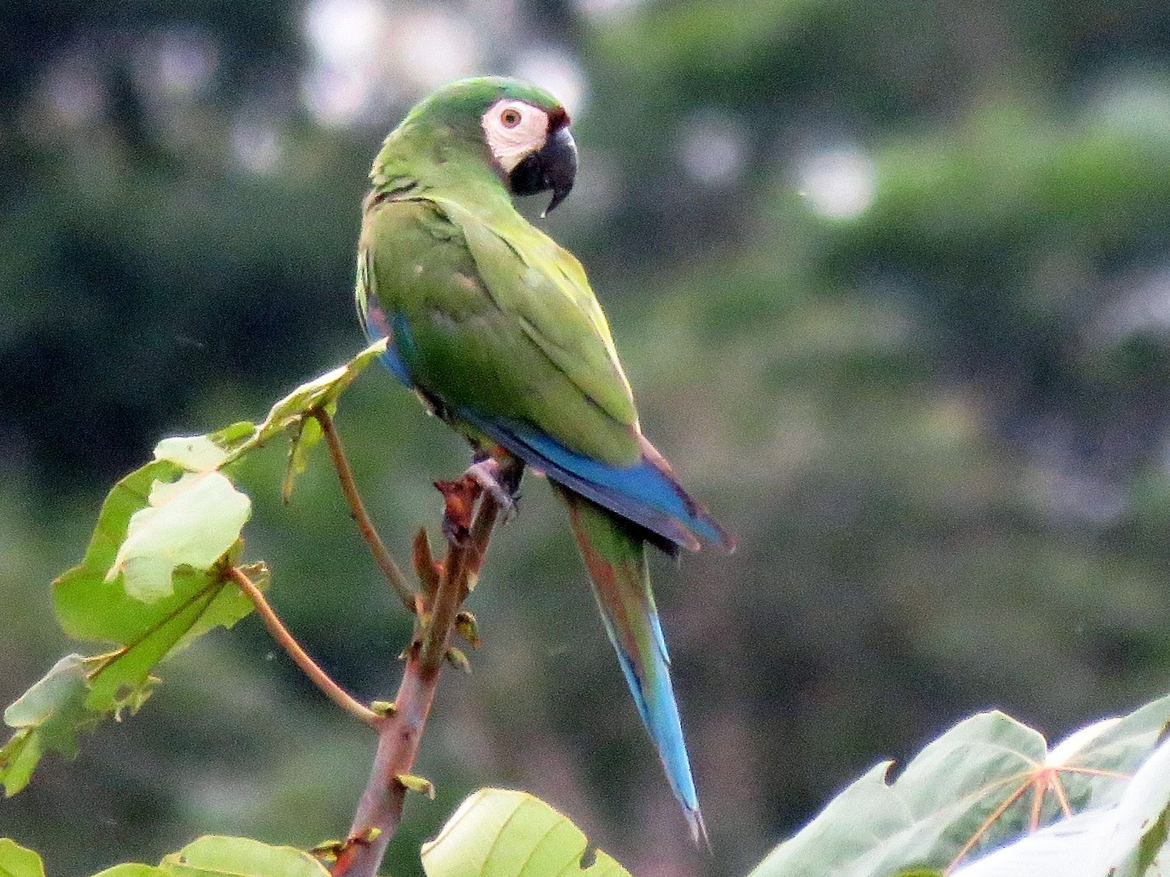 Chestnut-fronted Macaw - Fernando Angulo - CORBIDI