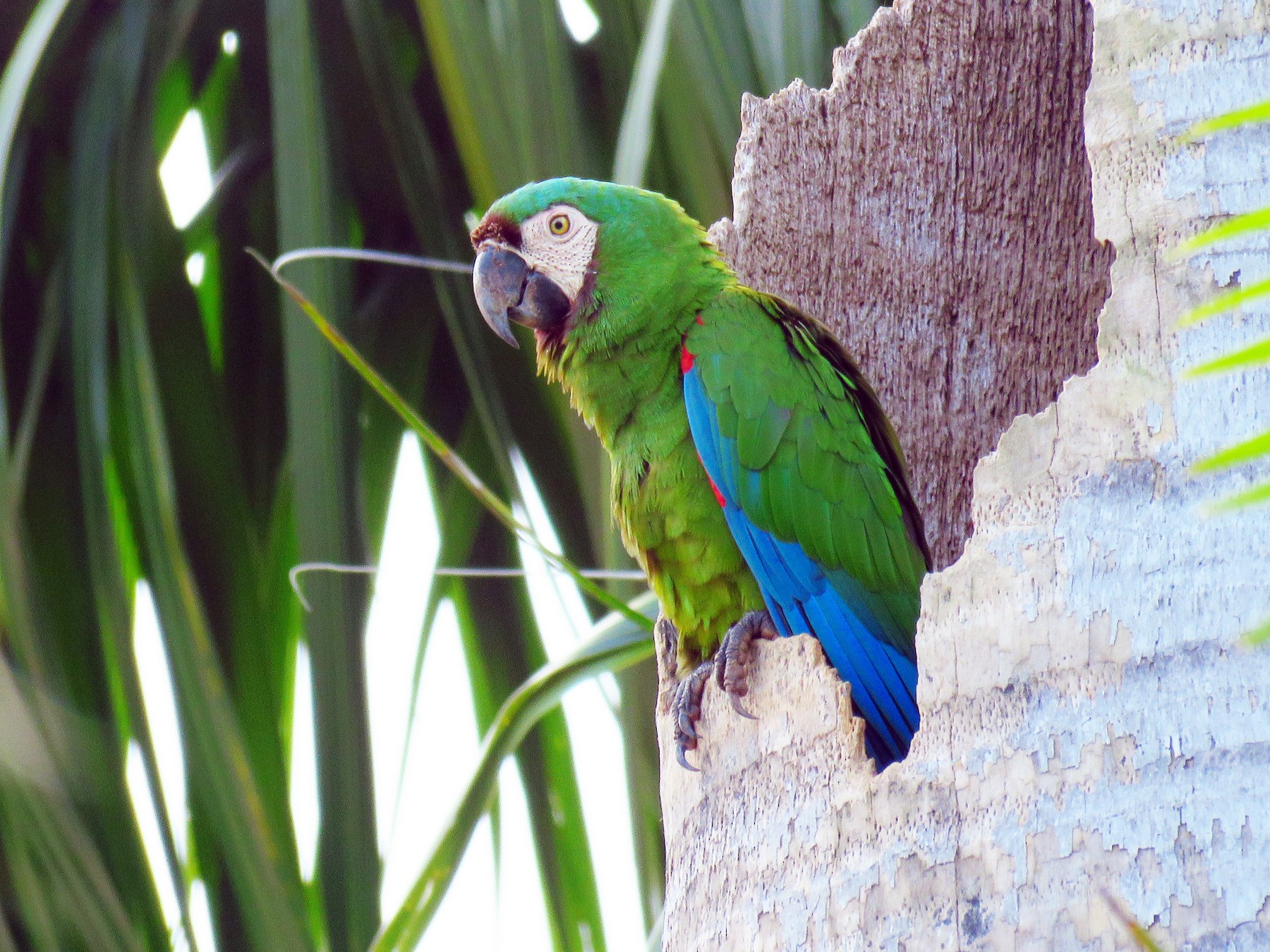 uophørlige Frugtgrøntsager binde Chestnut-fronted Macaw - eBird
