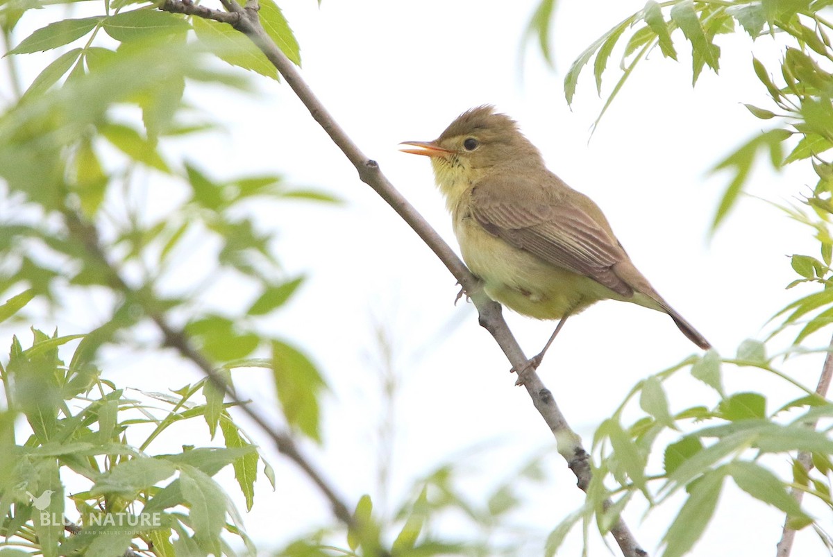 Melodious Warbler - ML568958531