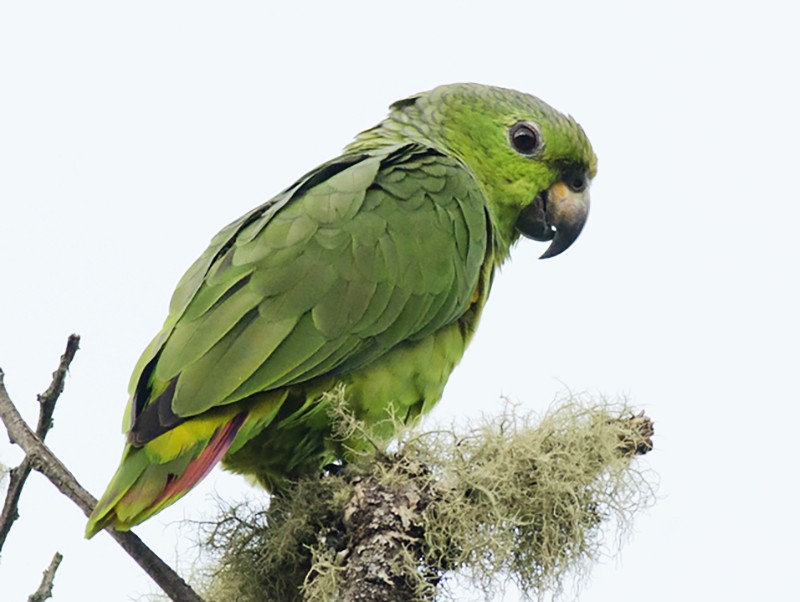 Loro Verde - eBird