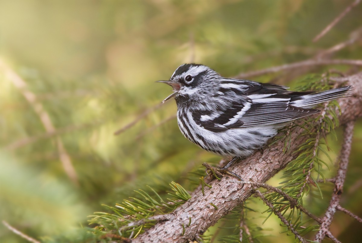 Black-and-white Warbler - ML568963291