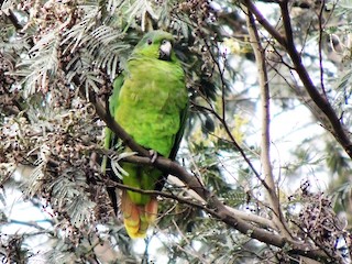  - Scaly-naped Amazon
