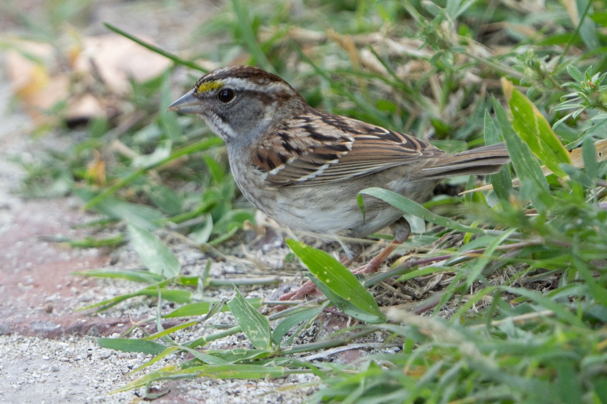 White-throated Sparrow - ML568965121