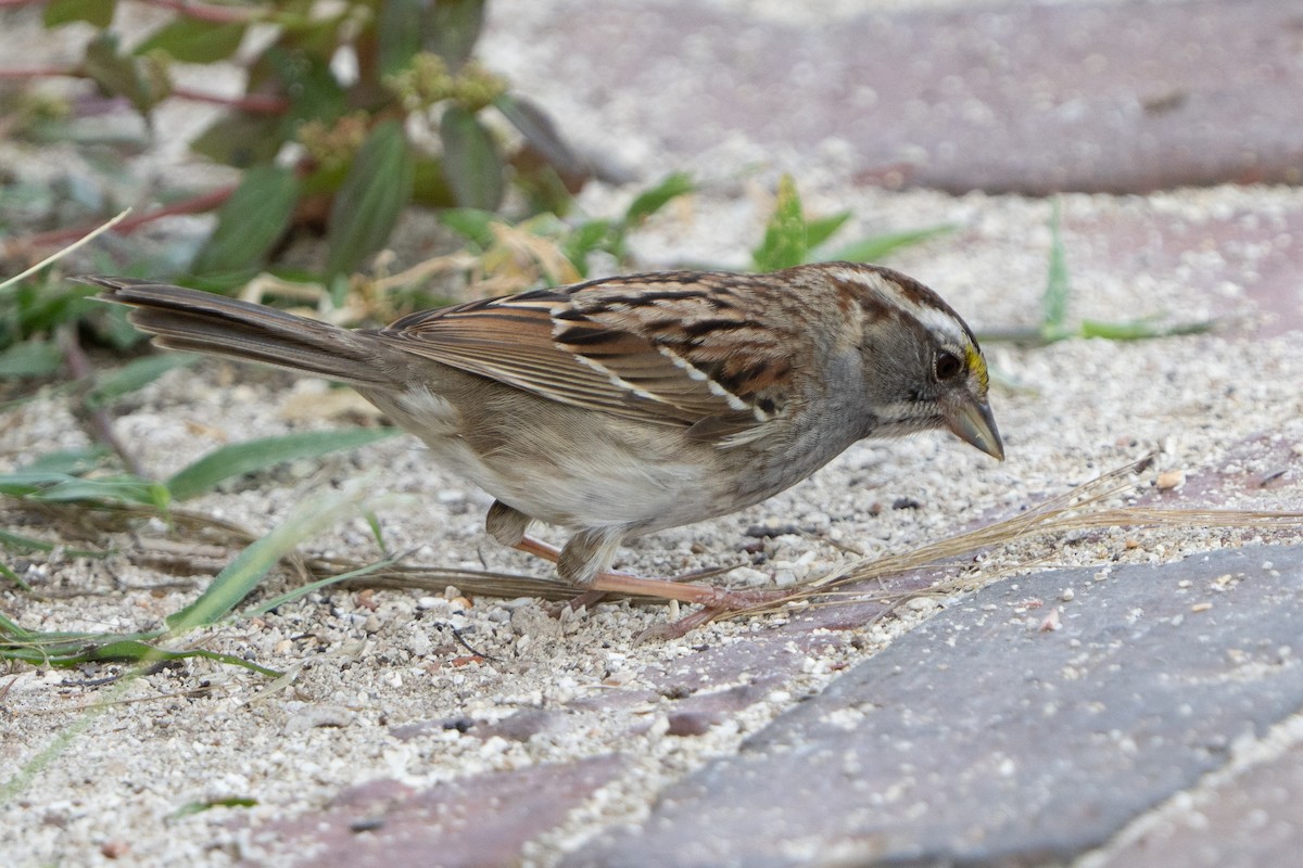 White-throated Sparrow - ML568965131