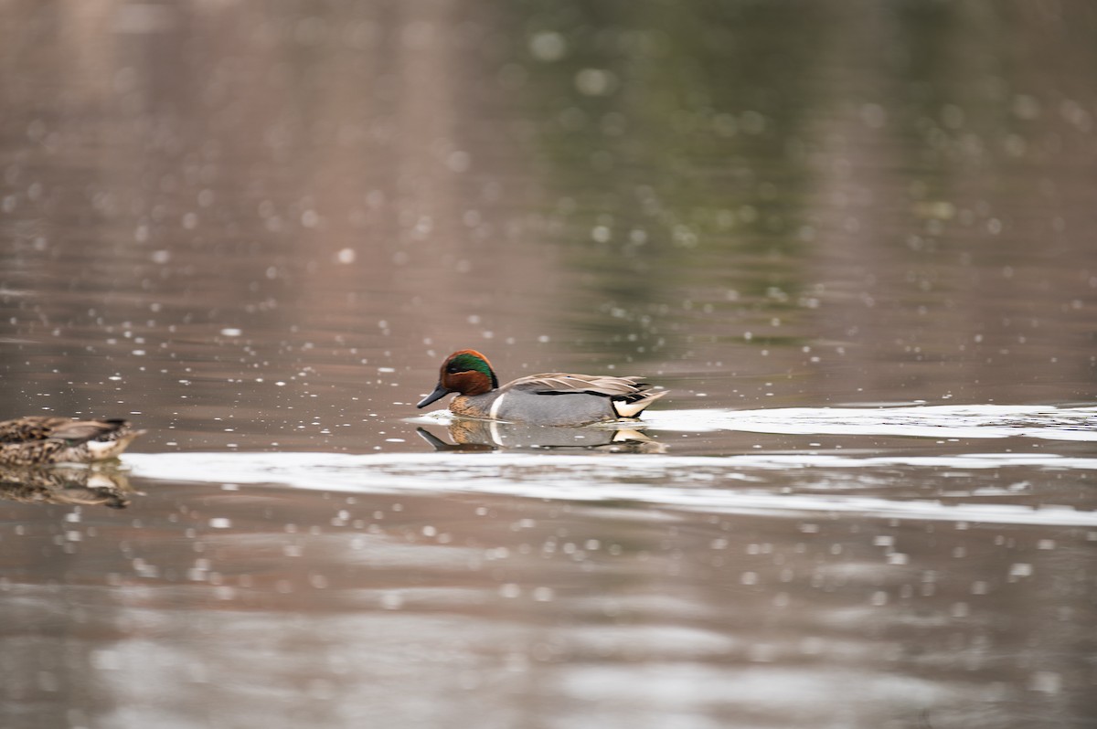 Green-winged Teal - ML568968381